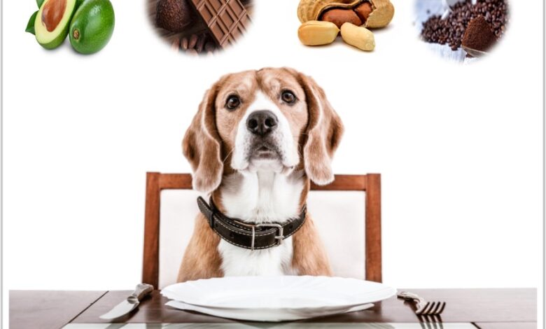 Makanan apa yang berakibat fatal jika tertelan oleh anjing