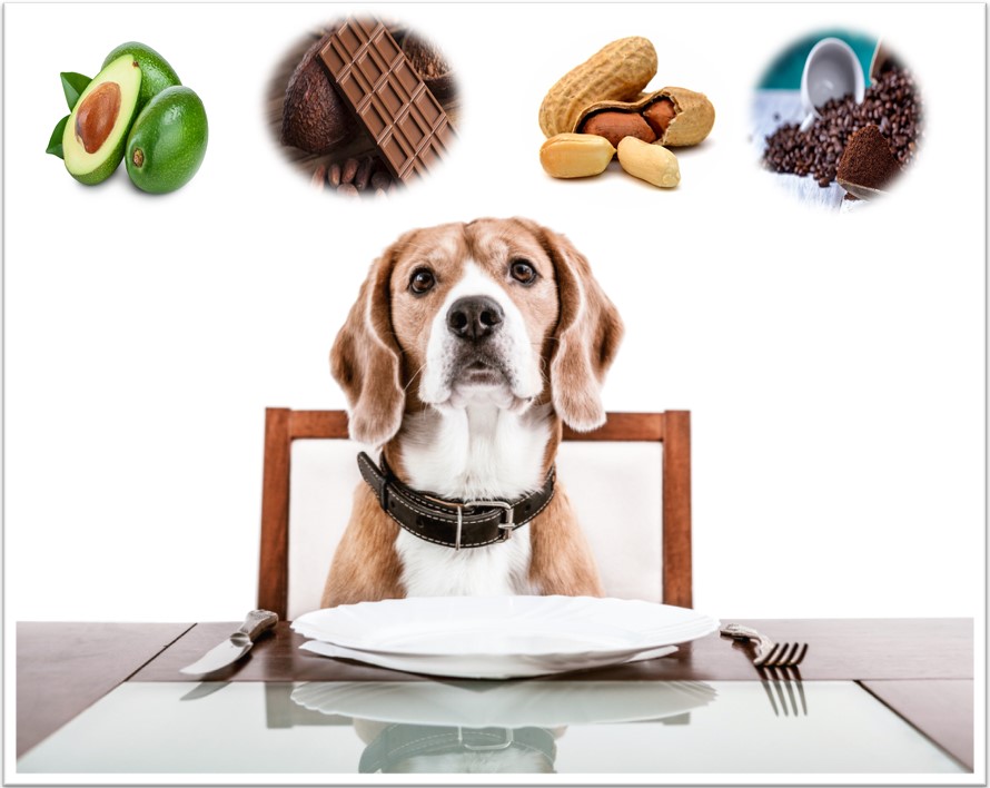 Makanan apa yang berakibat fatal jika tertelan oleh anjing