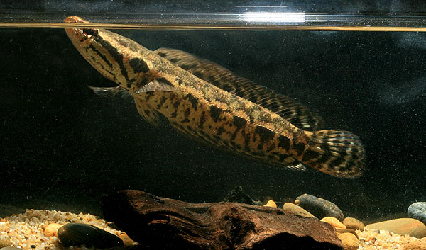 Forest Snakehead