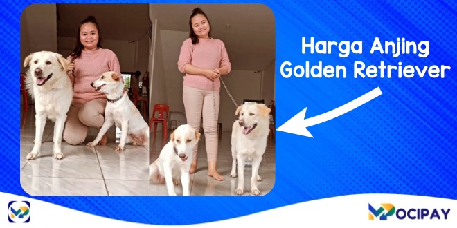 Harga Anjing Golden Retriever
