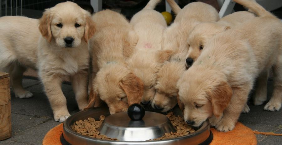 Makanan dan cara merawat anjing golden retriever