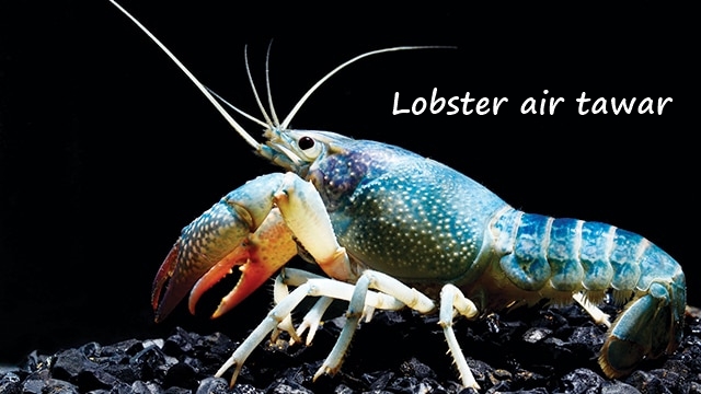 sekilas tentang lobster air tawar
