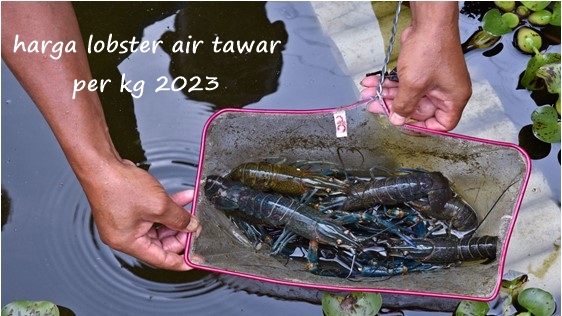 harga lobster air tawar per kg 2023
